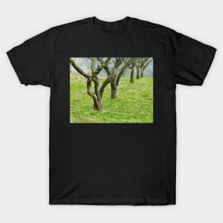 Apple trees in an orchard T-Shirt